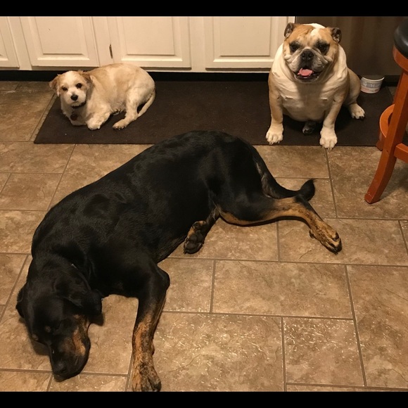 Meet your Posher, Tara - Picture 5 of 6